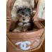 Чанта за Обичковче и чанта за мама "My Yorkie Luxury Fashion HandBag by FREA"